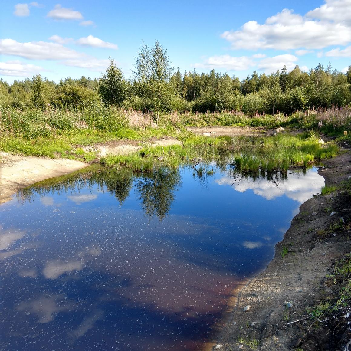 Kasvillisuusvyöhyke