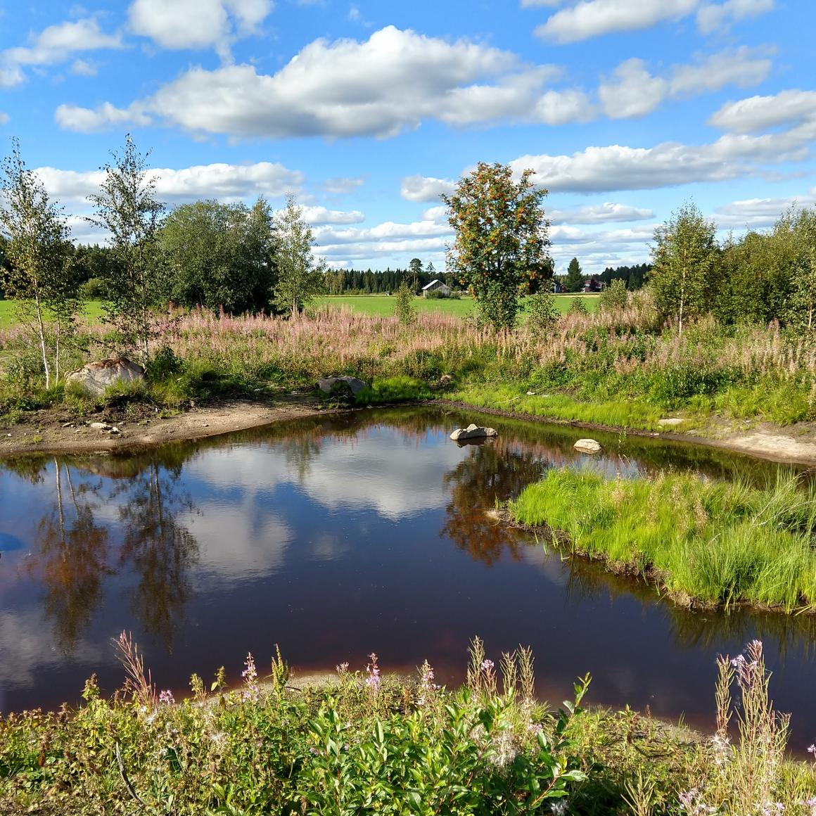 Kuivapintainen saari