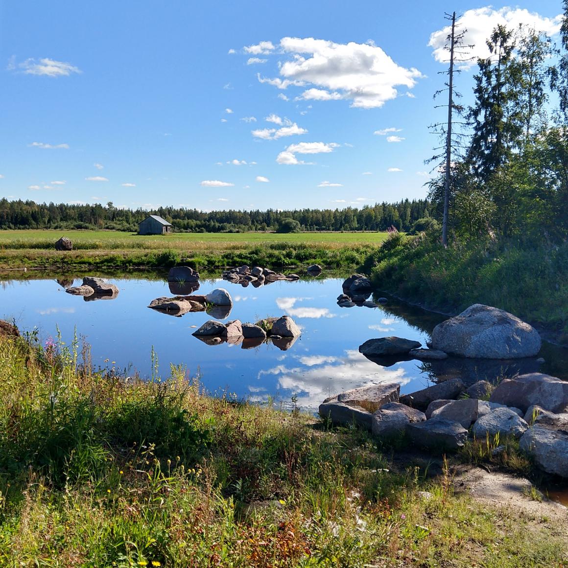 Koivunimen kosteikko