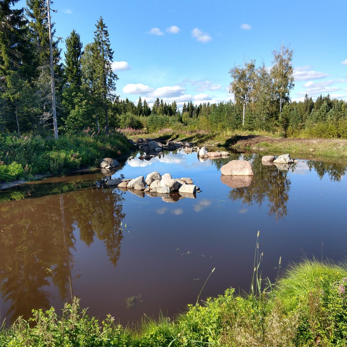 Koivunimen kosteikko