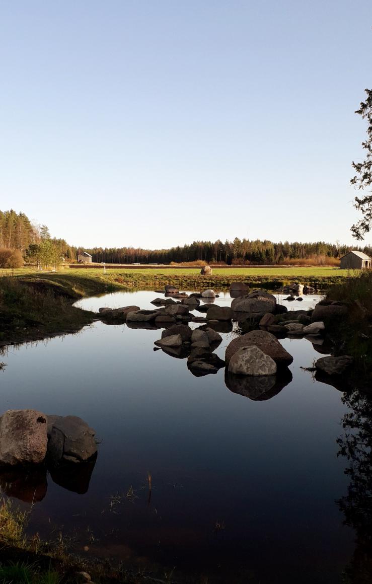 Koivunimen kosteikko