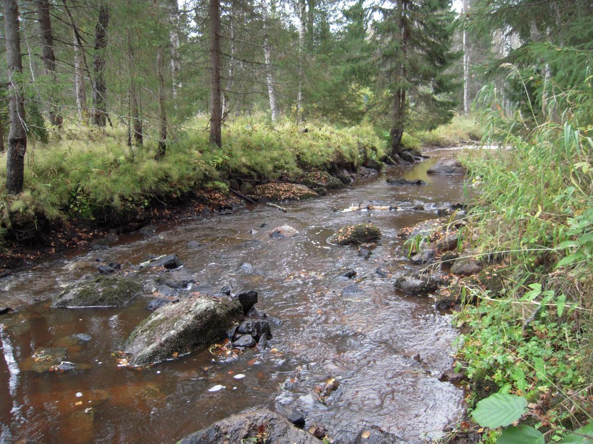 Metsatalouden vesiensuojelu.
