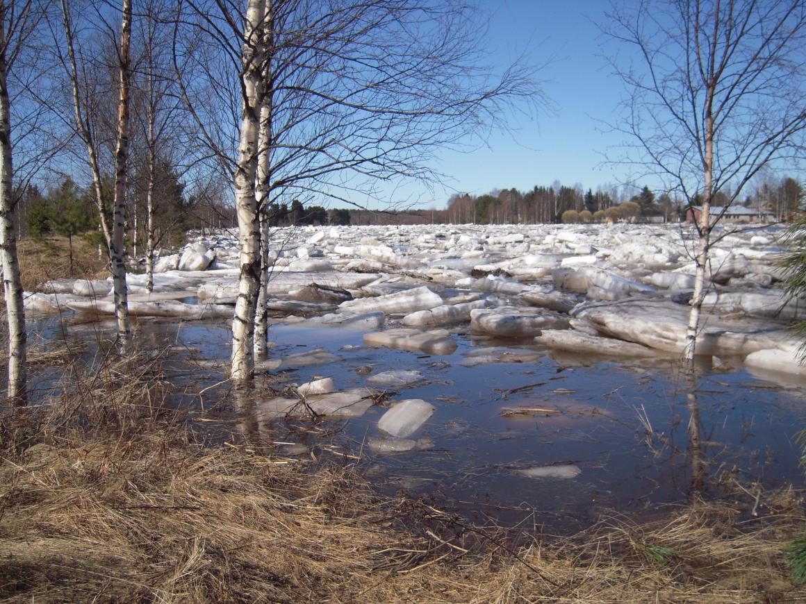 Jääpato joessa