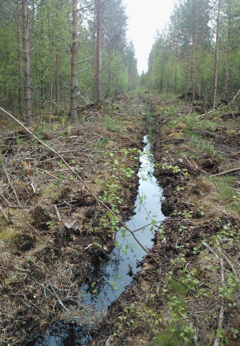 Metsäoja.