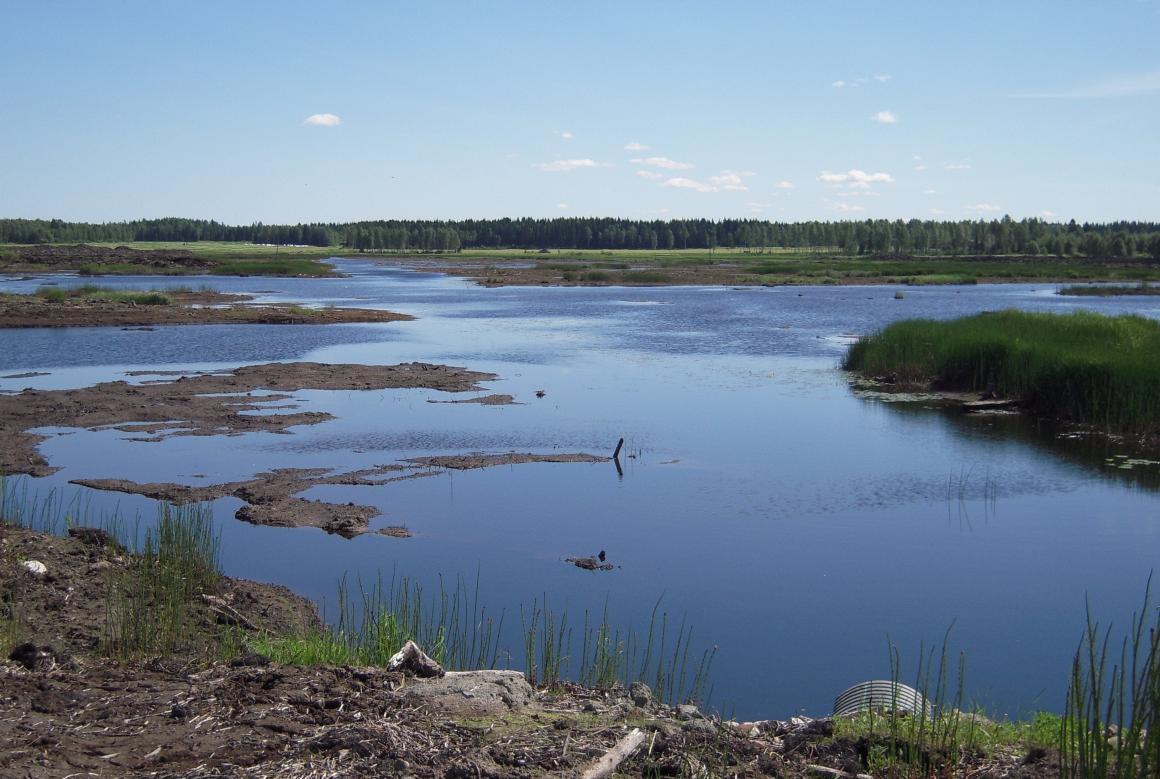 Nuijun kosteikko
