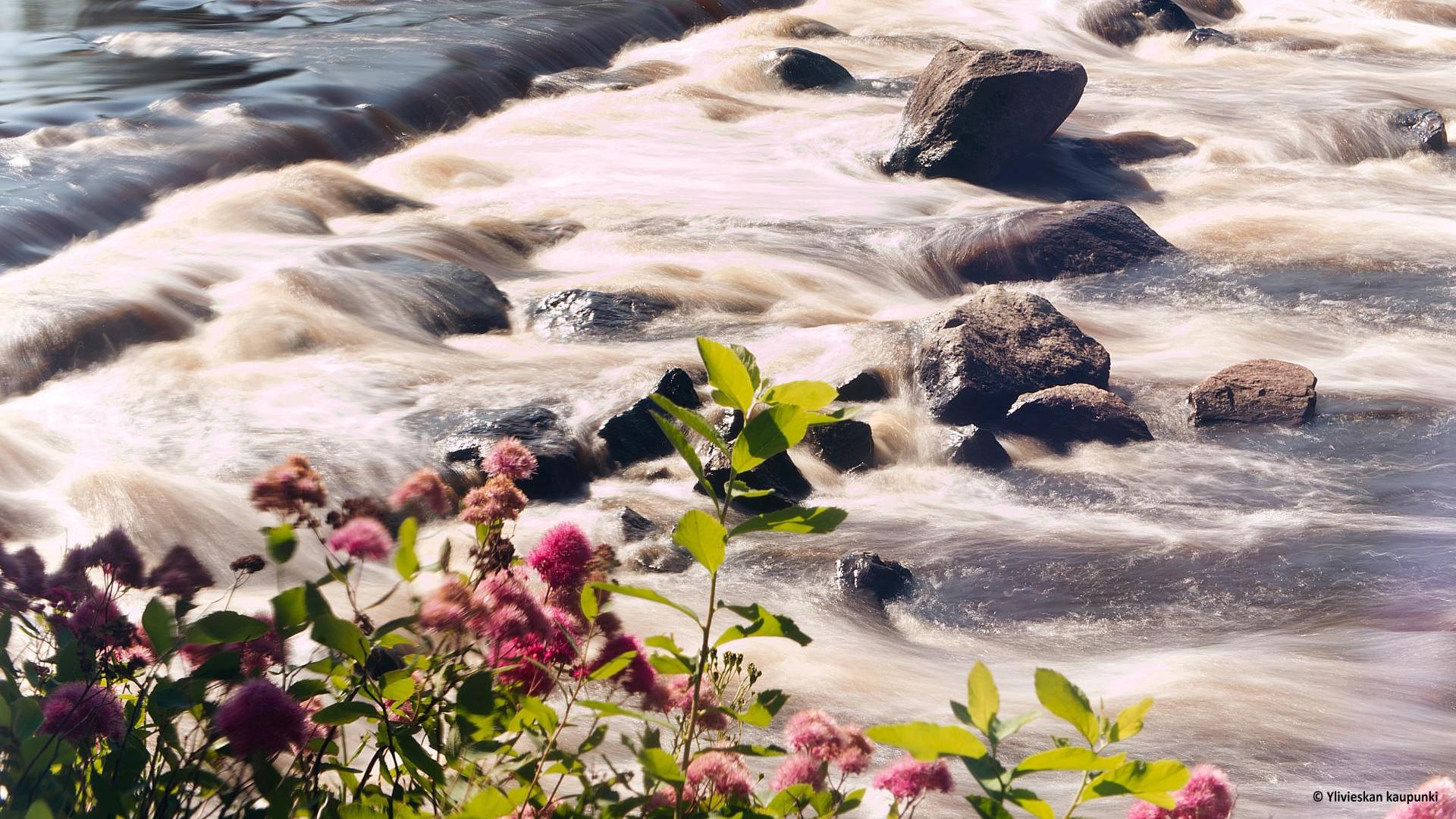 Oppaita vesiensuojeluun ja kunnostuksiin