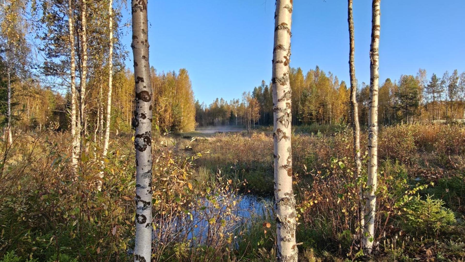 Ojaniityn kosteikko 9/2026