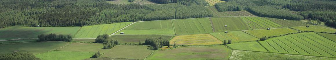 Pylväsoja