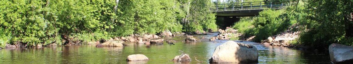 Pylväsoja